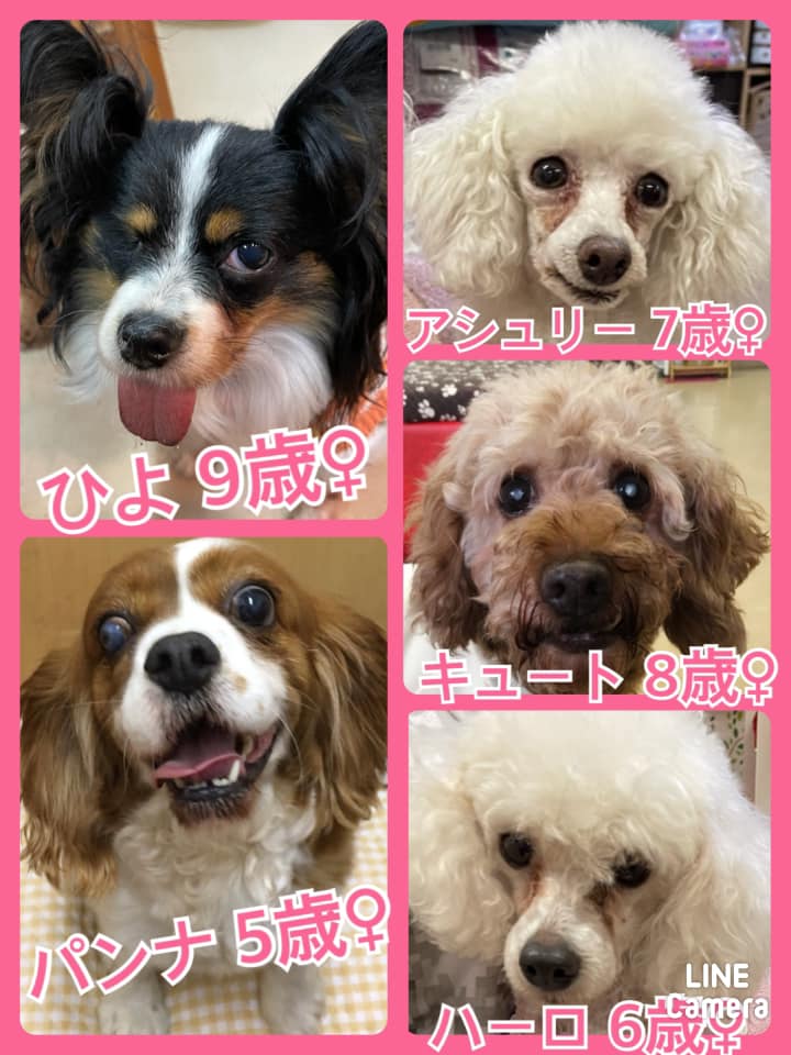 🐾今日の里親様募集中ワンコ🐶メンバーです🐾2021,2,21